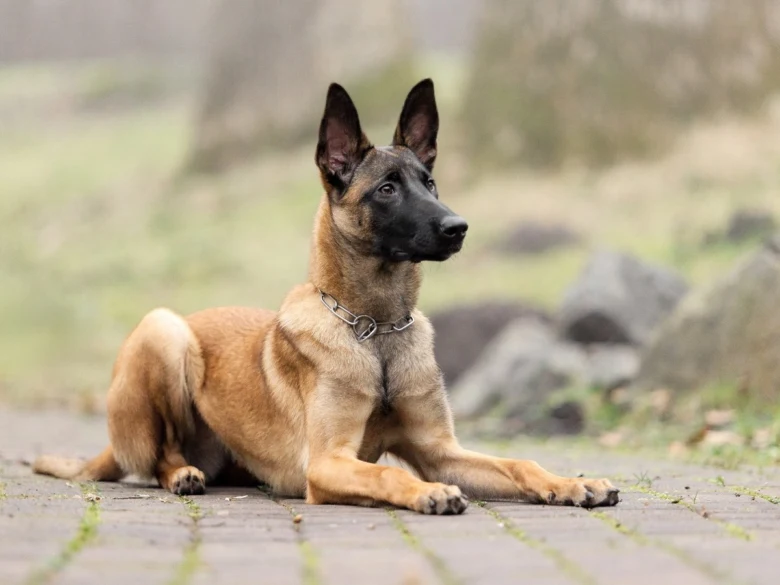 Belgický malinois leží na dlažbě venku.