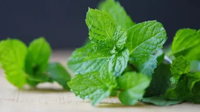 Čerstvé listy meduňky lékařské na dřevěném povrchu.