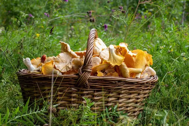 Basket of chanterelles in grass