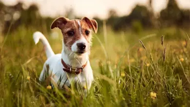 Jack Russel teriér sedí v trávě s květy.