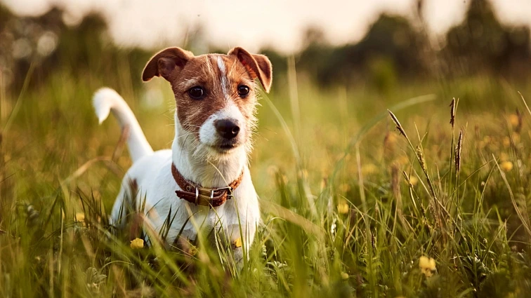 Jack Russel teriér sedí v trávě s květy.