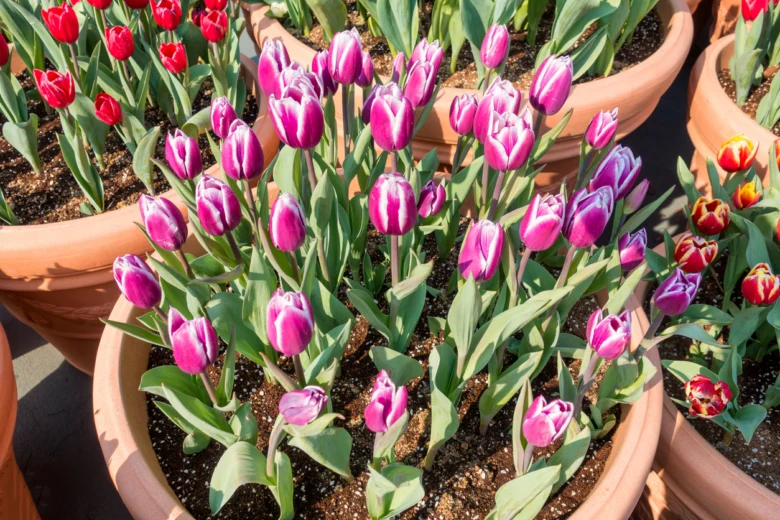 Fialové a bílé tulipány rostoucí v hrncích s půdou.