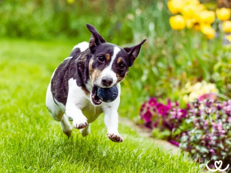 Jack Russel teriér běží s hračkou na trávníku