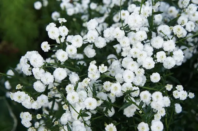 White flowers on green stems