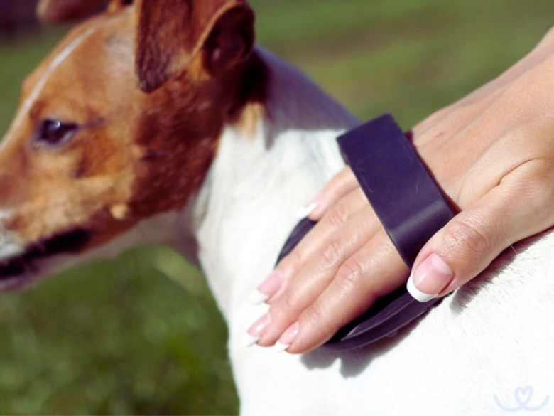Osoba hřebenem čistí srst jack russell teriéra venku.