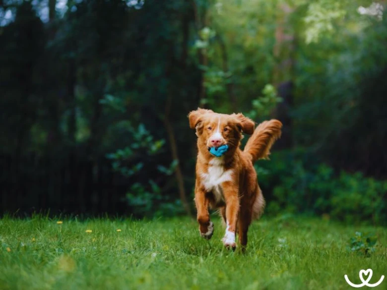 Nova Scotia Duck Tolling Retriever běží s modrou hračkou v ústech na trávníku.