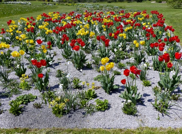 Květinová záhon s tulipány vysazená v štěrku na slunci.