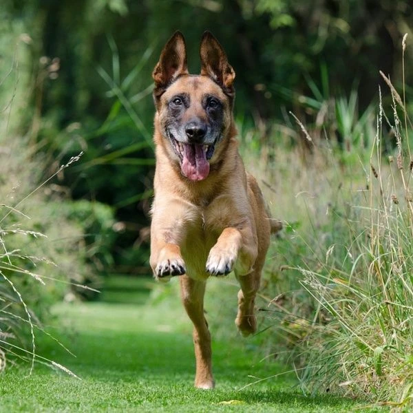 Belgický malinois běží po trávníku směrem k divákovi.