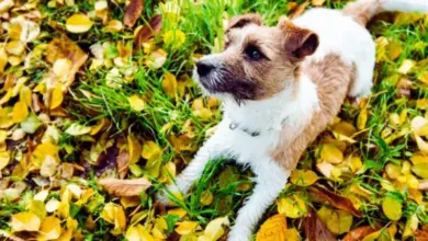 Jack Russel teriér leží na trávě s podzimními listy.