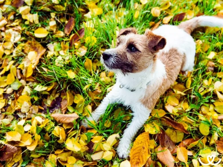 Jack Russel teriér leží na trávě s podzimními listy.