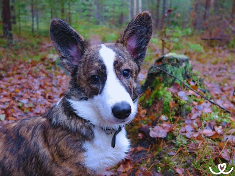 Brindle Welsh Corgi Cardigan sedí v lese mezi podzimními listy.