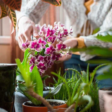 Osoba drží kvetoucí fialovou orchidej mezi jinými rostlinami.