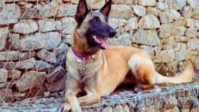 Belgický malinois leží před kamennou zdí s drátěným pletivem.