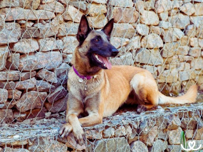 Belgický malinois leží před kamennou zdí s drátěným pletivem.
