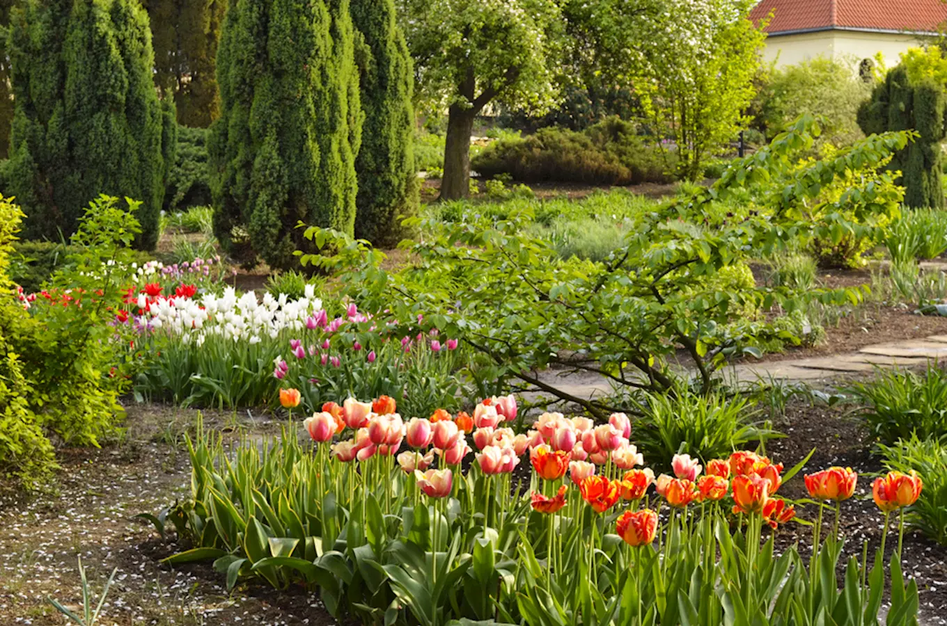 Květinová záhon s barevnými tulipány v zahradě během víkendu.