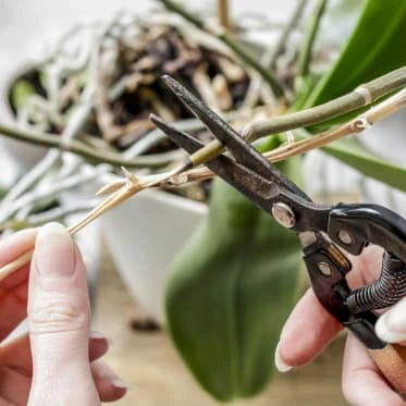 Ruční řezání stonku orchideje zahradnickými nůžkami.