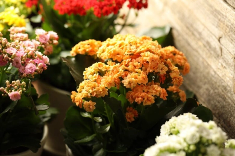 Kalanchoe květiny v hrncích s barevnými pupeny na dřevěném pozadí.