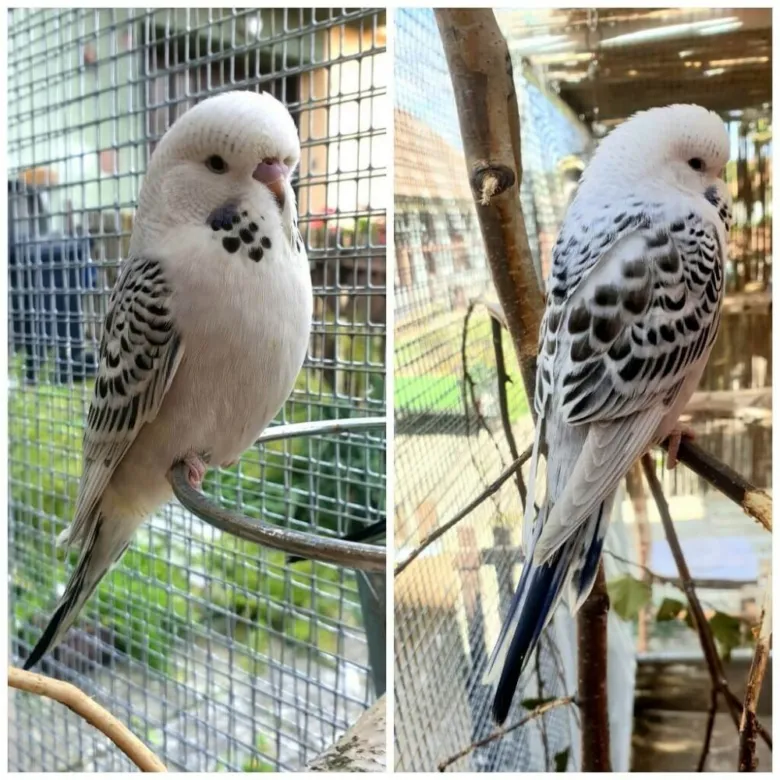 Dvě andulky vlnkované sedící na větvích v kleci.