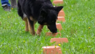 Černý pes čichá do řady oranžových misky na trávníku.