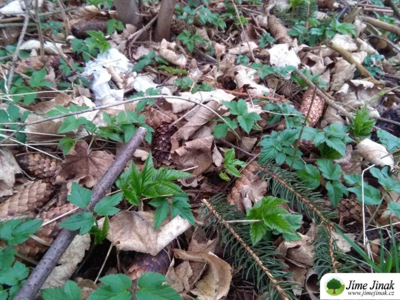 Lesní půda s listím a rostlinami včetně bršlice kozí nohy