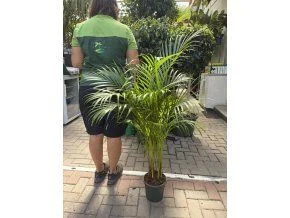 Pěstovaná palma areca v květináči na zahradě s osobou.